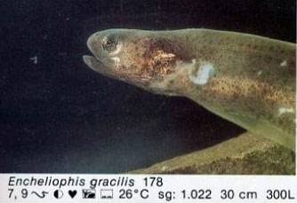 Encheliophis gracilis